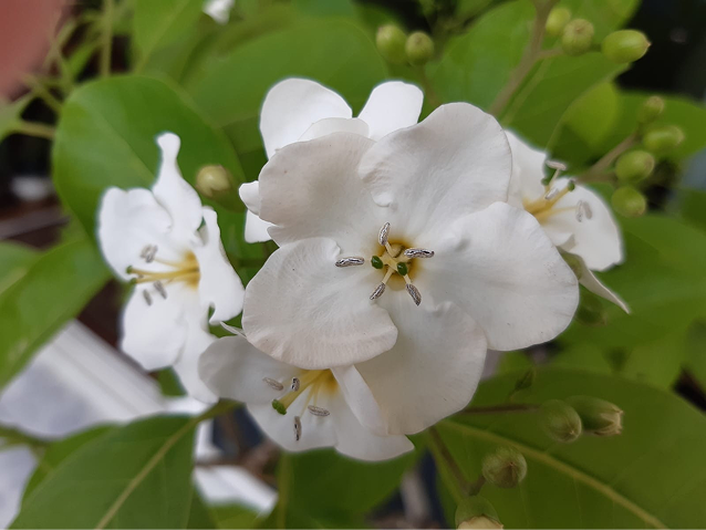 Flor de esquisúchil.
