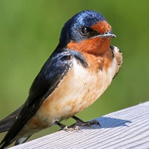 Golondrina desobediente