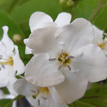 Sacudir el temor y dar brío al corazón
